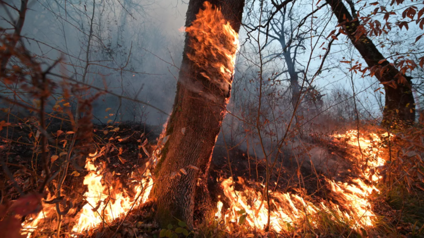 Спасатели взяли под контроль лесной пожар в районе турецкого Бодрума