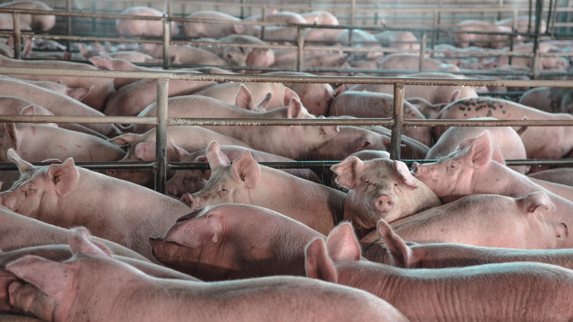 В центральном районе Молдавии зафиксировали вспышку африканской чумы свиней
