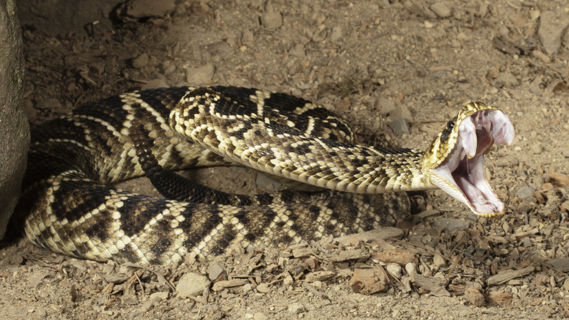 Герпетолог Старков перечислил опасные виды змей в России и за рубежом