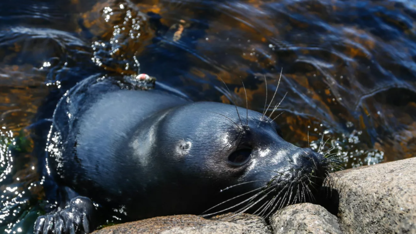 Зоозащитники выпустили в Ладожское озеро двух спасённых нерп