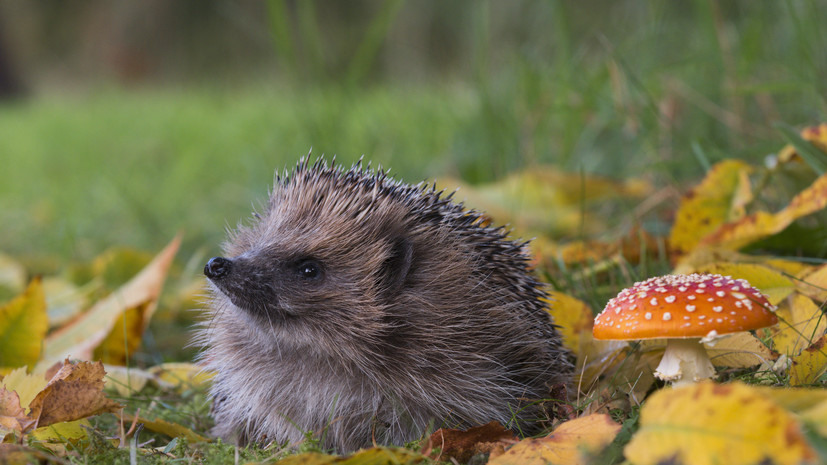 Врач Кашух посоветовала не прикасаться к диким ежам