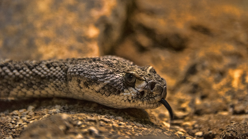 Врач Георгиева назвала порядок действий в случае укуса змеи