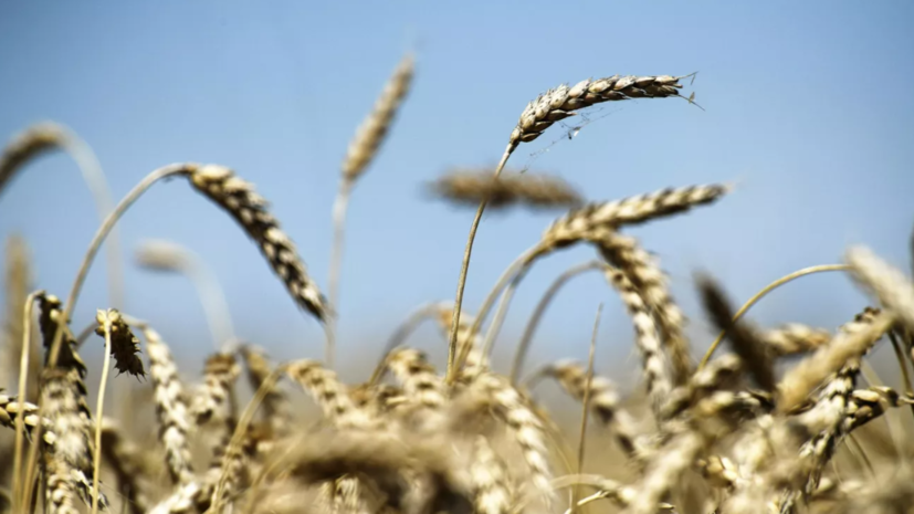 ЕК: антироссийские санкции не направлены на торговлю сельхозпродукцией