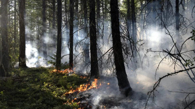 В Хабаровском крае прокомментировали ситуацию с лесными пожарами