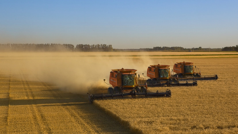 Минсельхоз анонсировал закупки зерна в государственный интервенционный фонд в августе