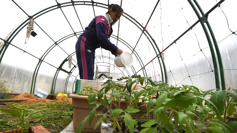 Исследование: спрос россиян на товары для дачи вырос в два раза за год