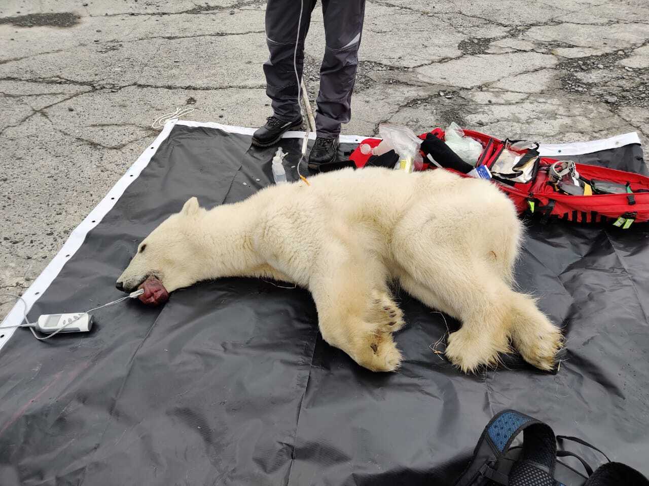 боксер убил медведя фото с места происшествия