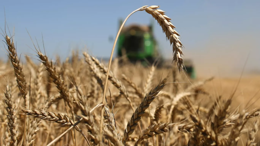 Минсельхоз Молдавии: засуха на треть снизит урожай пшеницы в стране