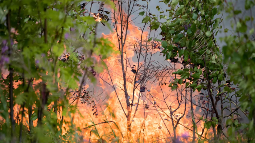 В ряде лесов Удмуртии установили высокий класс пожароопасности