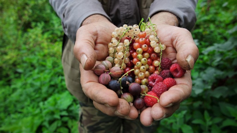 Глава «Садоводов России» Туманов перечислил популярные плодово-ягодные кустарники