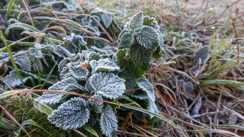 В Забайкальском крае предупредили о заморозках