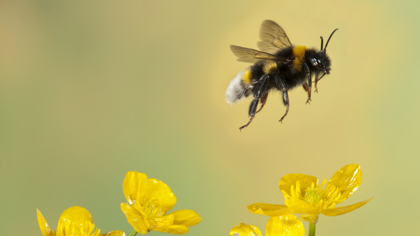Терапевт Романенко рассказала, что делать в случае укуса пчелы