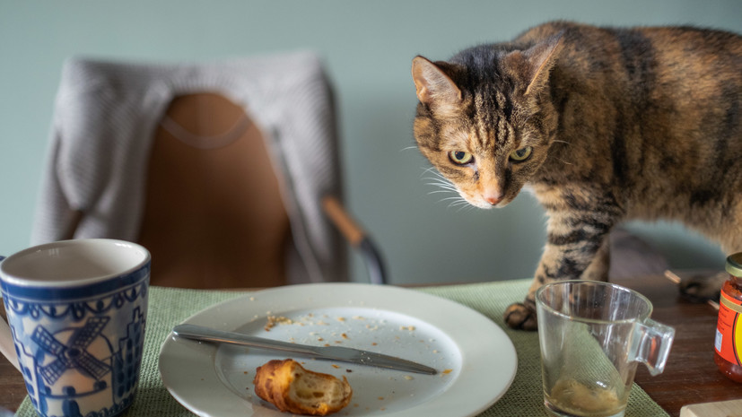 Зооэксперт Васина дала совет будущим владельцам домашних животных