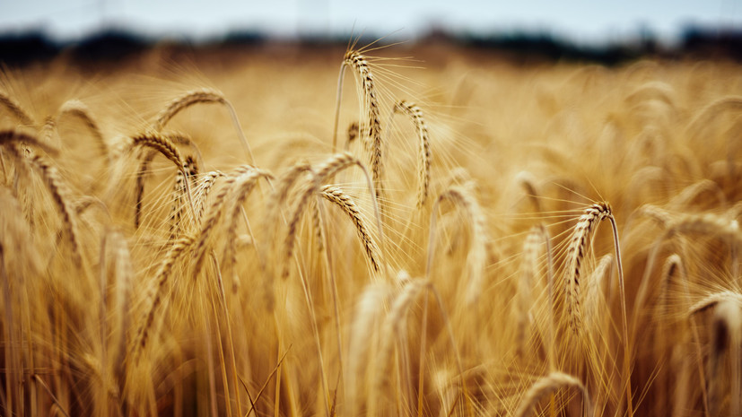 Зерновой союз: потери зерна в России в 2022 году могут достичь 15% от возможного сбора