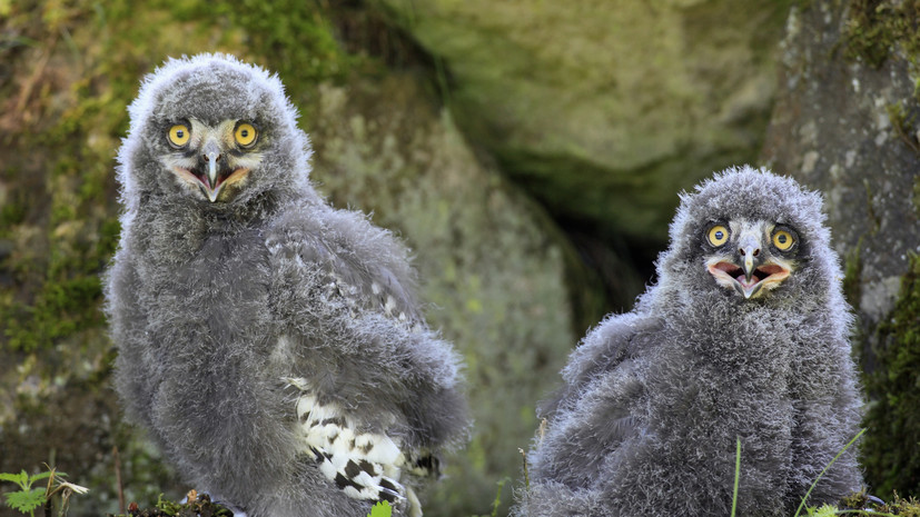 В Московском зоопарке появились на свет три птенца полярной совы