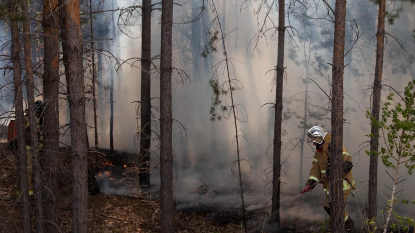 В Чувашии могут ввести ограничения на посещение лесов с 27 августа