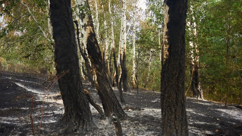 В лесах Кировской области установили особый противопожарный режим