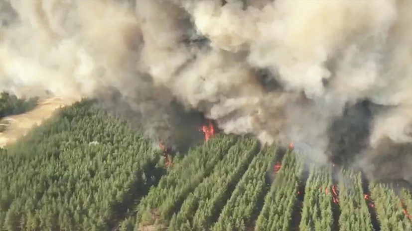 Площадь лесного пожара в Ростовской области увеличилась до 252 га