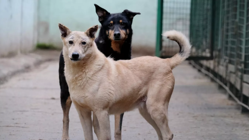 В Татарстане возбудили уголовное дело после нападения бродячей собаки на детей