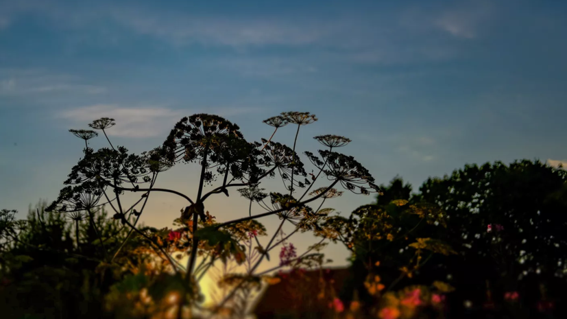 В Подмосковье завершили третий этап борьбы с борщевиком