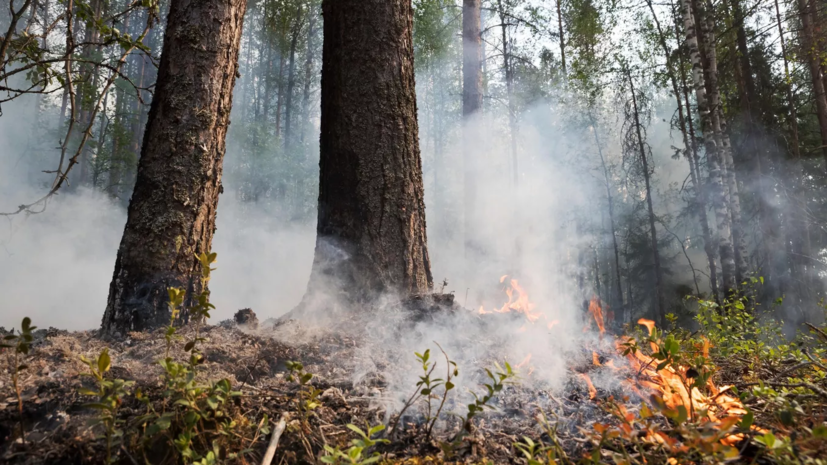На Ямале зафиксировали 374 природных пожара с начала сезона