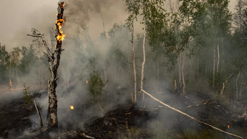 Директор Центра лесной пирологии Котельников перечислил причины природных пожаров