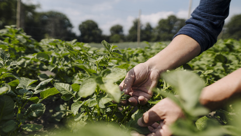В Союзе садоводов рассказали о ядовитых растениях на дачном участке