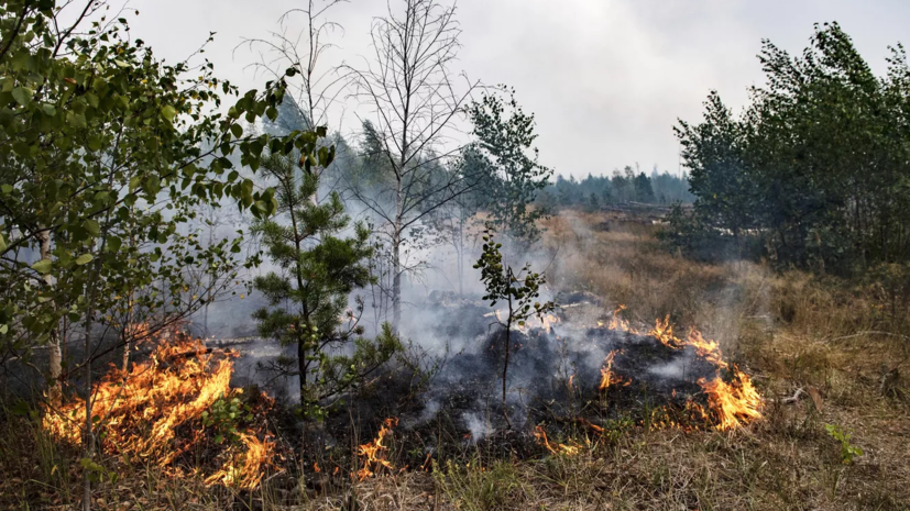 Пожар в Каменском лесничестве Ростовской области ликвидирован