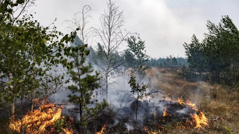 Эколог Степченко рассказала о последствиях задымлений от лесных пожаров