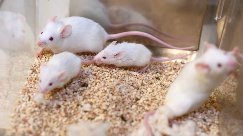«Не только мозг, но и бьющееся сердце»: британские биологи вырастили эмбрионы мышей из стволовых клеток