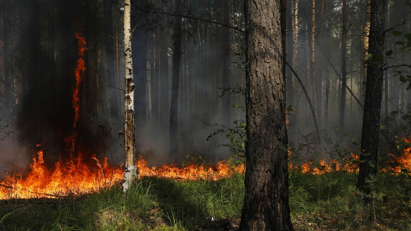 «Работа идёт днём и ночью»: как национальные парки и заповедники Центральной России переживают пожары