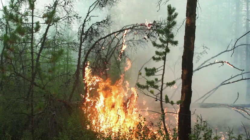 Глава МЧС заявил о сложной ситуации с пожарами в России из-за погоды