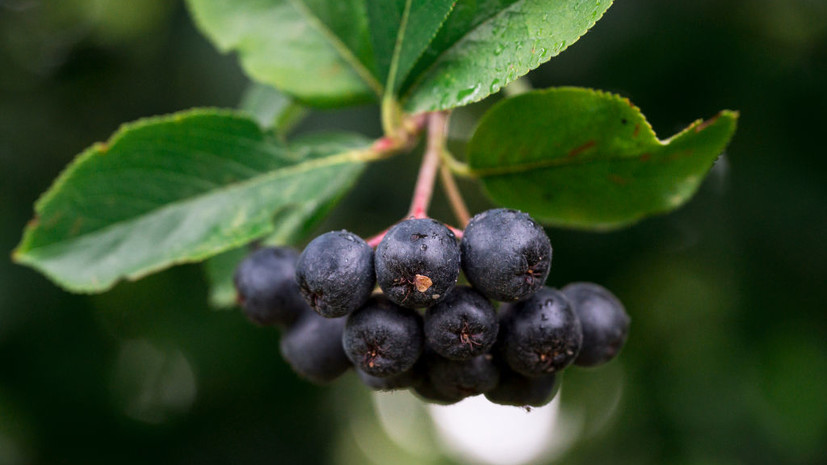 Врач Кондрахин рассказал о пользе черноплодной рябины и хвоща для снижения давления