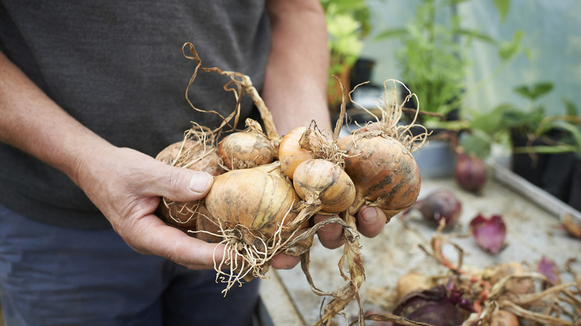 Диетолог Калинчев напомнил, что лук не защищает от ОРВИ и гриппа