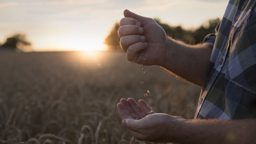 СКЦ: страны с низким уровнем дохода получили менее трети вывезенного с Украины груза