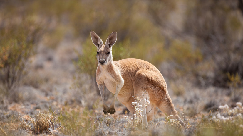 При нападении кенгуру в Австралии скончался мужчина