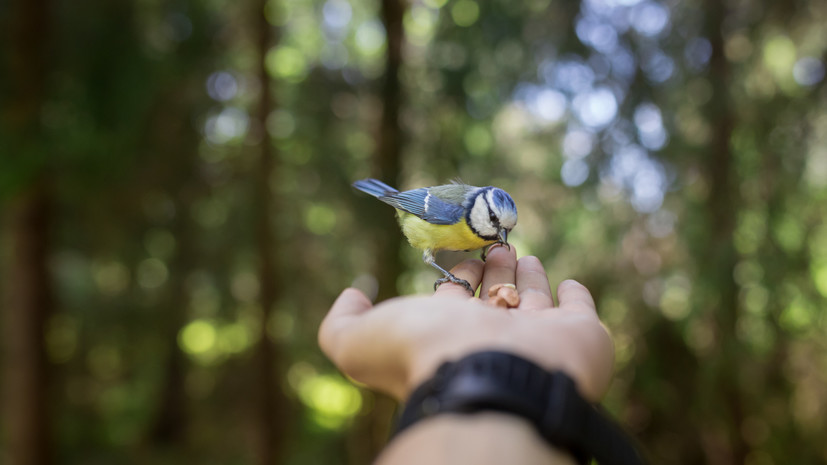 Орнитолог Мишин посоветовал подкармливать птиц сырыми семечками и дроблёными орехами