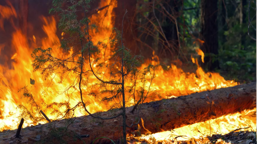 В Ульяновской области рассказали о ситуации с пожарами в лесах