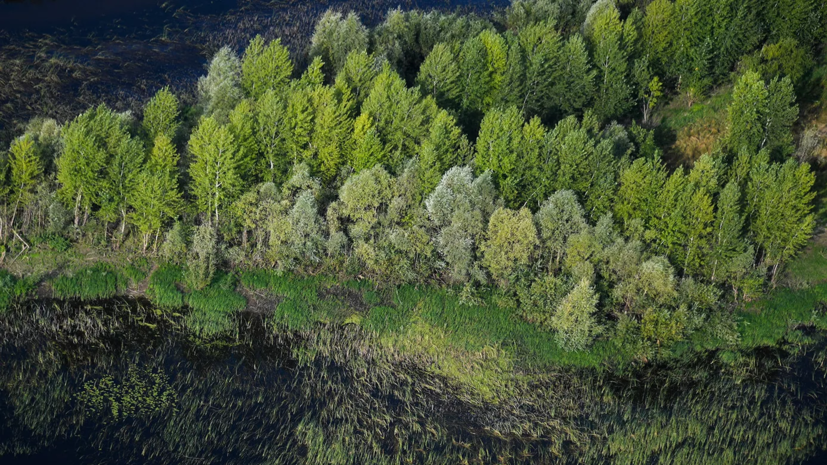 Ано восстановления и сохранения лесов парк мещерский руководство