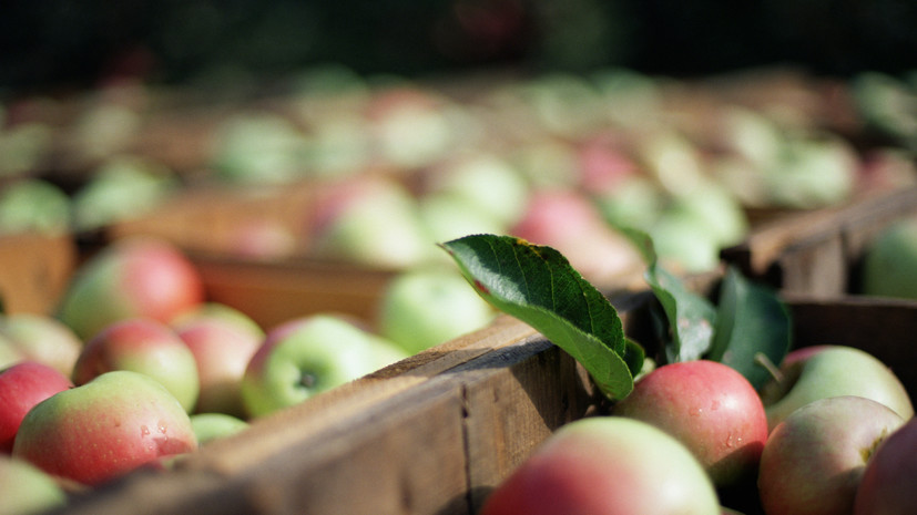 Диетолог Соломатина отметила пользу яблок при отёчности