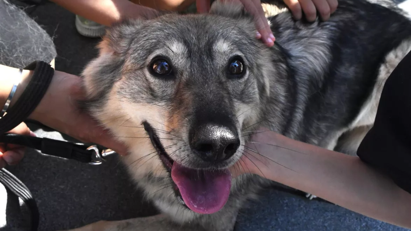 В обществе защиты животных дали советы по сохранению здоровья домашних питомцев