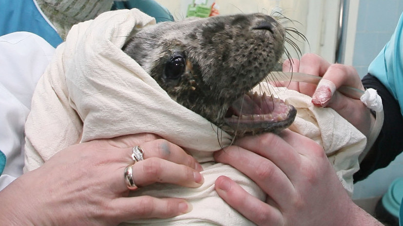 В Фонде друзей балтийской нерпы рассказали о спасении девяти детёнышей тюленей в этом году
