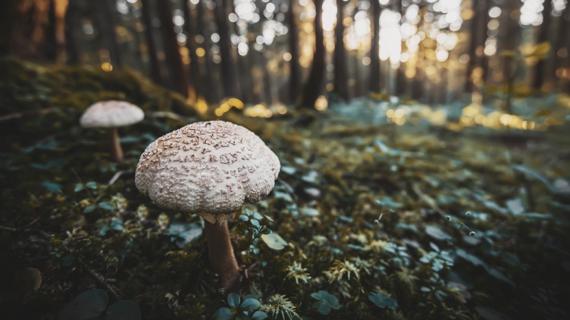 Грибник Будник рассказал, что грибной сезон в Ленобласти продлится до ноября