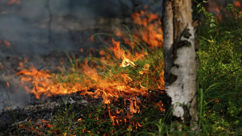 В Свердловской области прокомментировали ситуацию с лесными пожарами