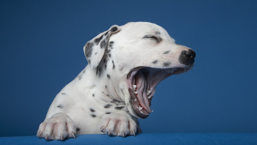Кинолог Голубев назвал стресс одной из причин резкого изменения поведения собаки