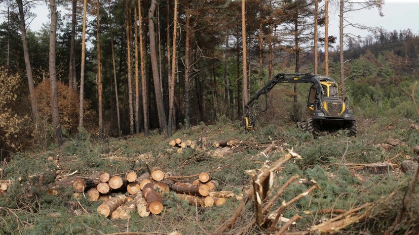 Депутат Кобылкин рассказал о законодательной работе по сохранению лесов