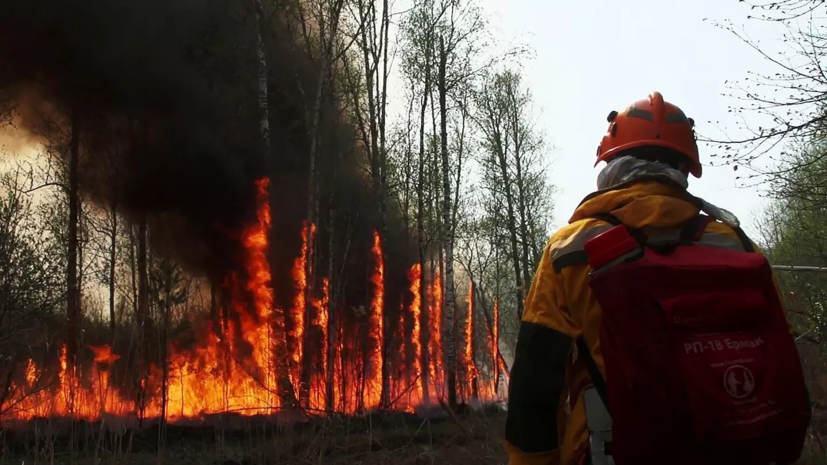 В Подмосковье ликвидировали 42 лесных пожара в сентябре