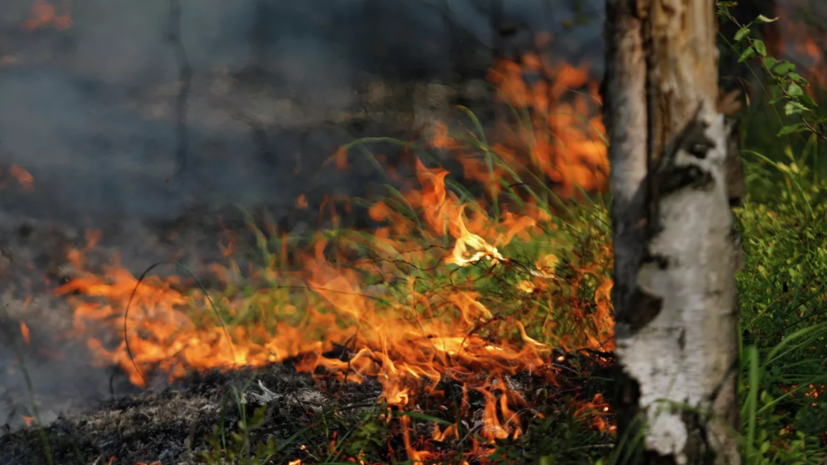 В Тюменской области 6 октября действуют три лесных пожара