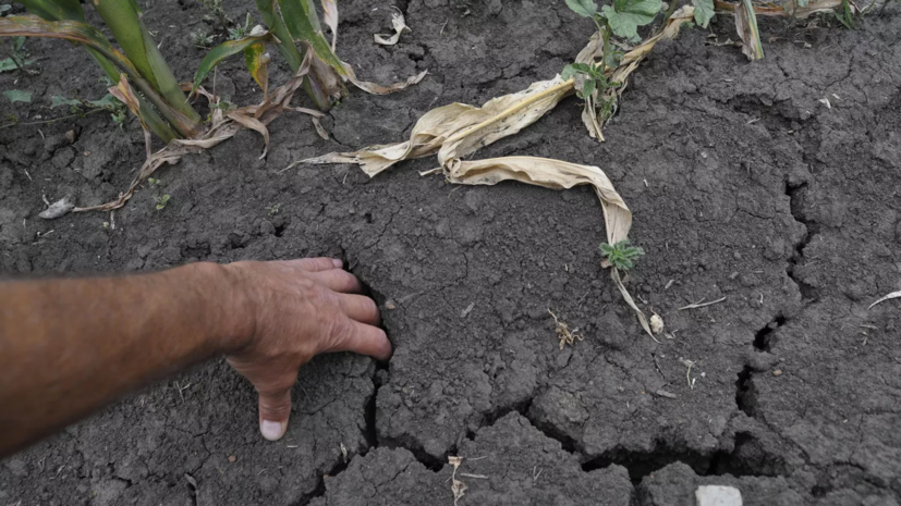 Засуха в Румынии нанесла ущерб почти 828 тысячам га сельхозугодий