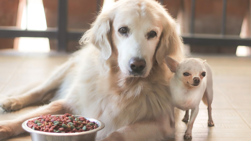 Кинолог Голубев рассказал, что тяга к перееданию у собак может быть вызвана эндокринными болезнями
